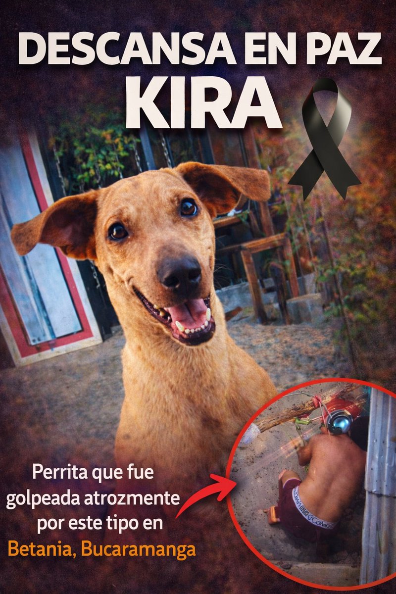 Plataforma ALTO tweet media