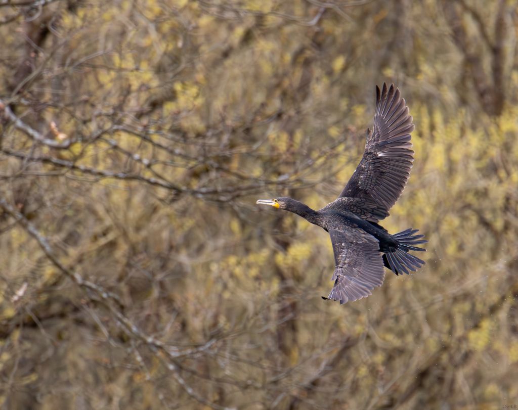 beingmyself_25's tweet image. Kormorane sind im Flug an ihrer charakteristischen, kreuzförmigen Silhouette mit langem Hals und ausgebreitetem Schwanz erkennbar und fliegen meist 
in relativ geringer Höhe über der Wasseroberfläche.

#Kormoran #Natur #TiereInFreierNatur #Aartalsee #LDK