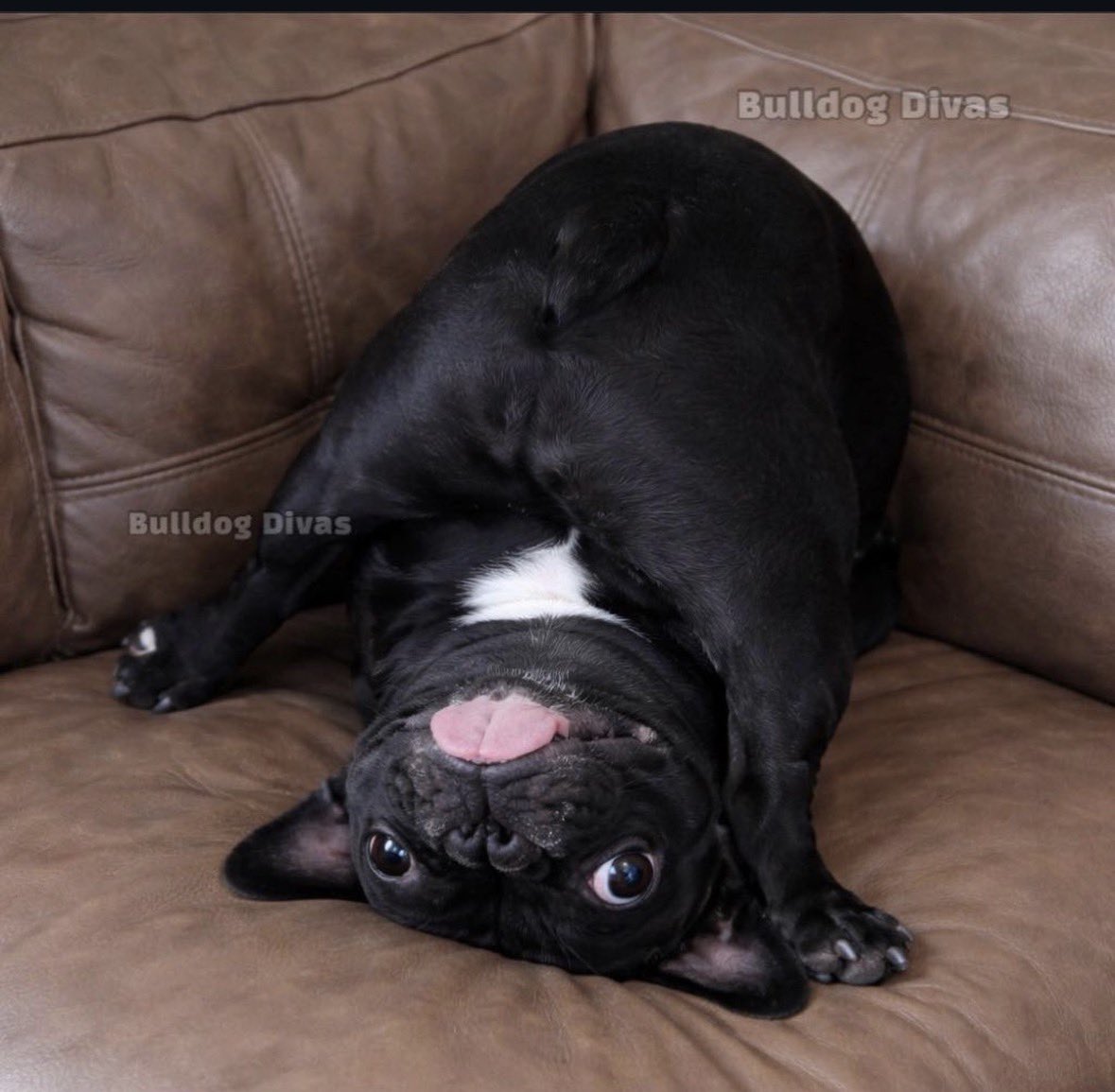 paula wilson tweet media