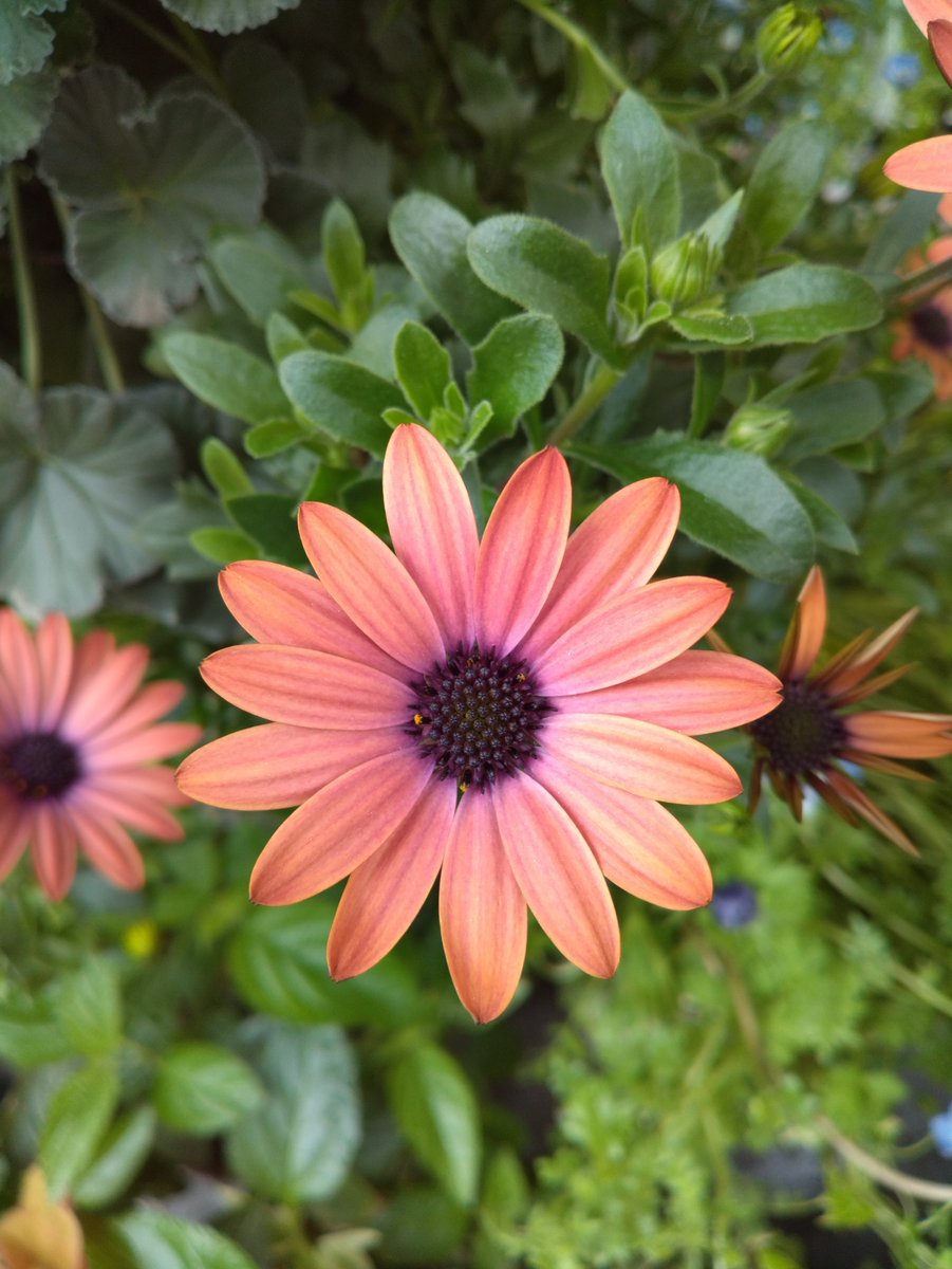 薔薇紳士🌹アッシュ🍄ノゾミスト🦎赤い鰐 tweet media