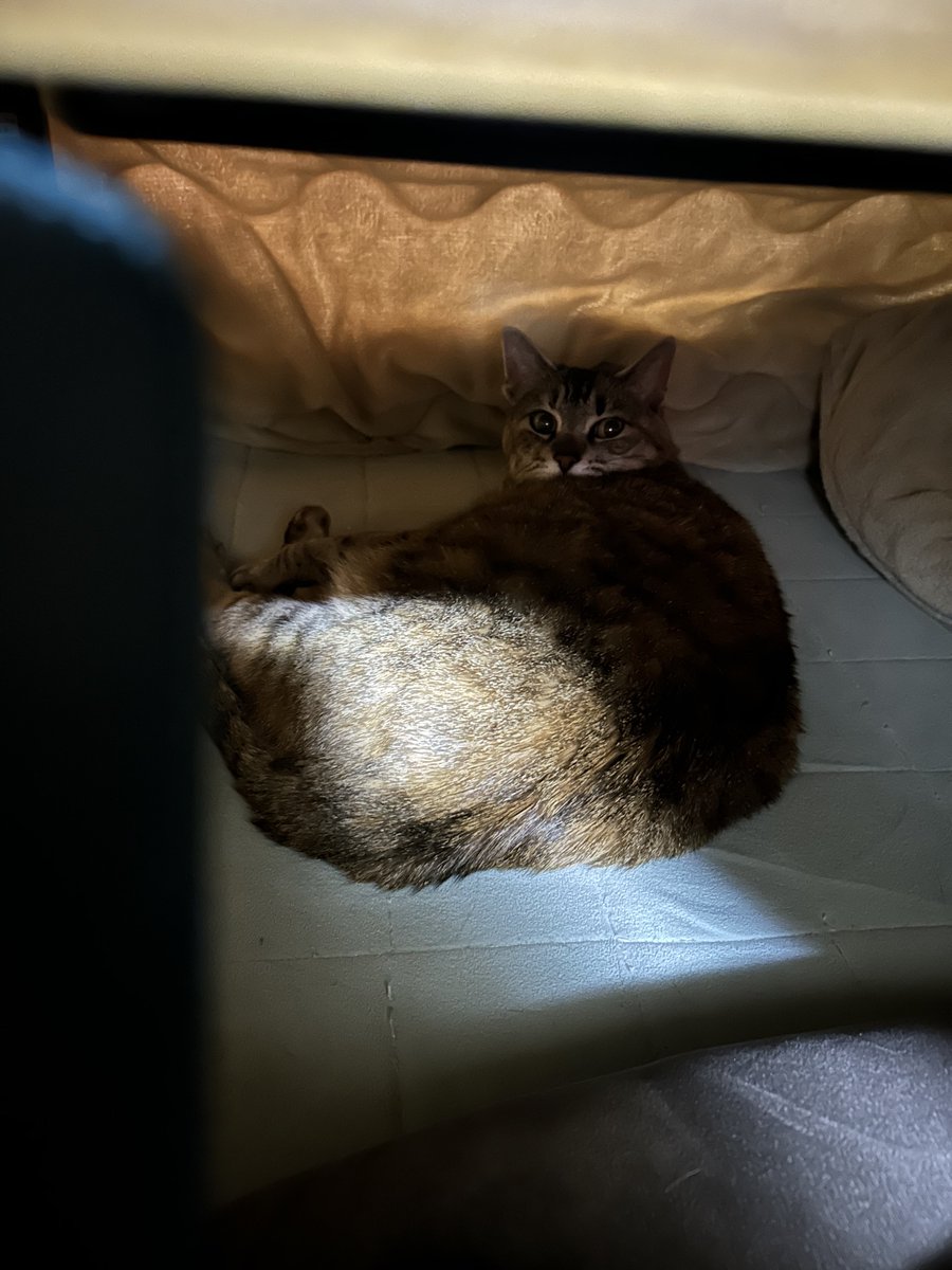 またたび(猫🐈🐈‍⬛と釣りが好き) tweet media