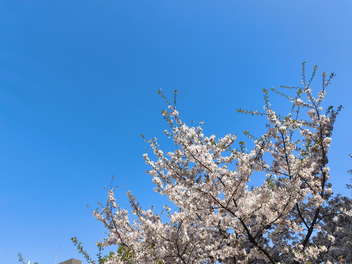 gohyakujuni's tweet photo. また晴れますように🌸💮☀️
今日仕事で疲れすぎて何も出来ず
#写真 #写真の奏でる私の世界 https://t.co/dqe09fz0X0