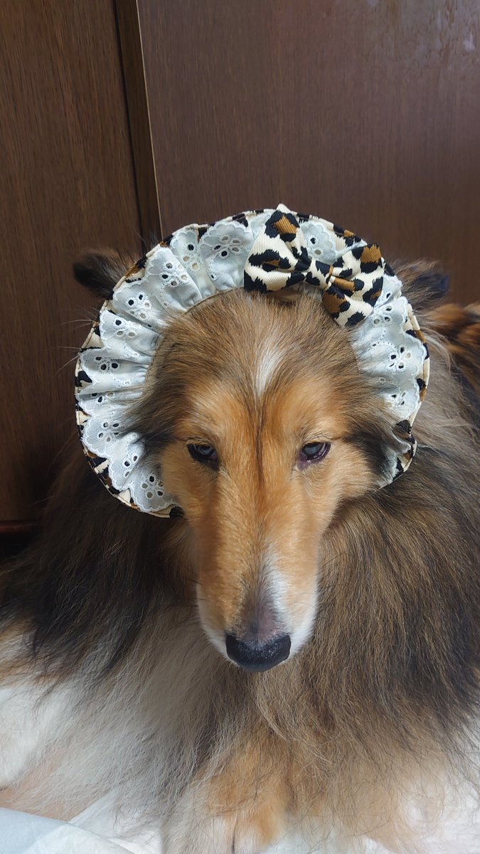 ゆりかもめ＠裸族 tweet media