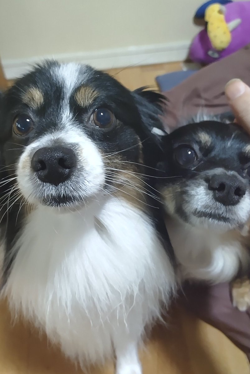 アルくん tweet media