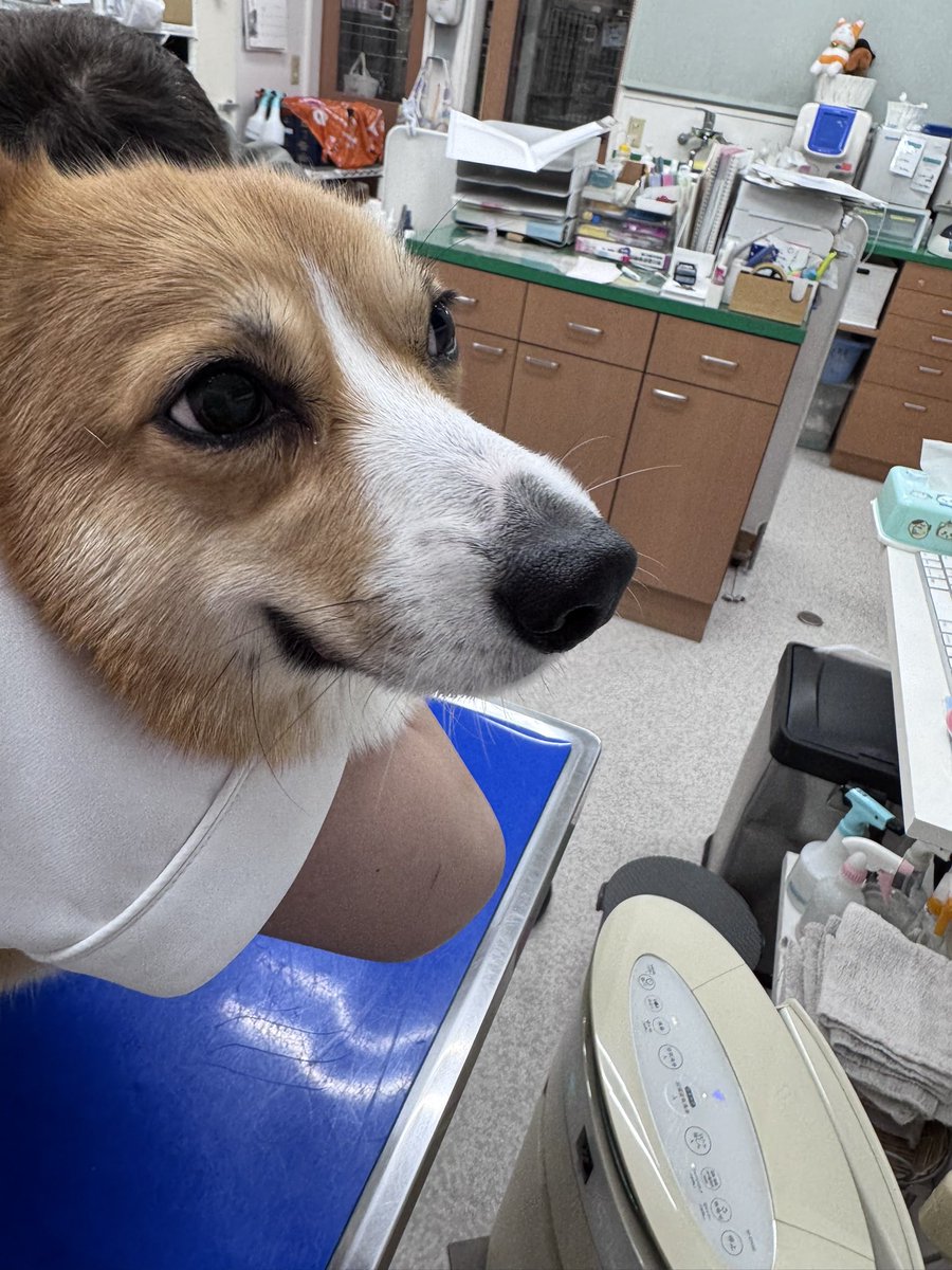 ろくのすけ&REC🧡 tweet media