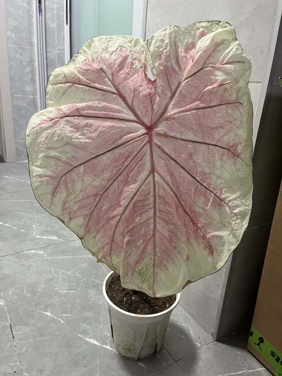 我就是很喜欢花啊，那有什么办法🥹
（实则是想炫耀新到的一盆大漂亮