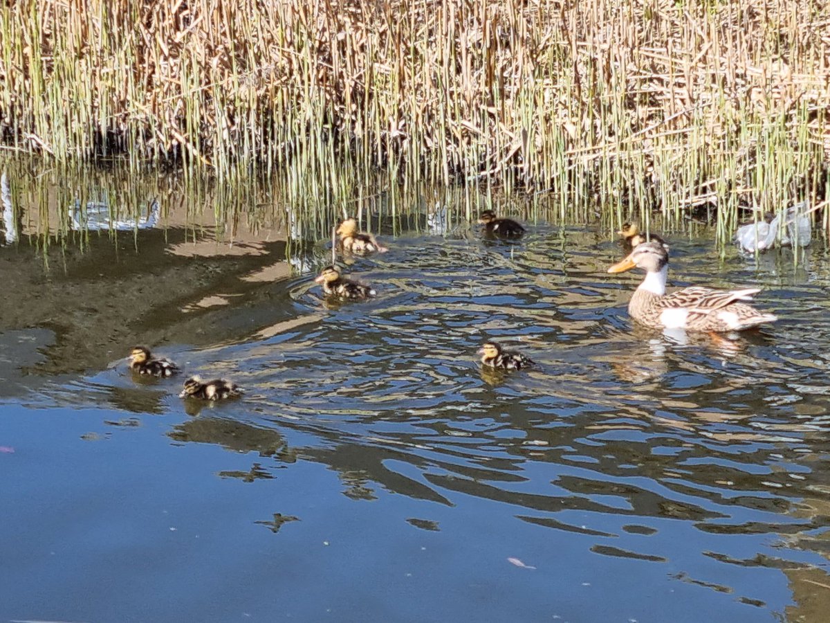 shivering__gold's tweet image. Saw some duckies! Big duck (walked up to me for some reason)! Cat! #walk