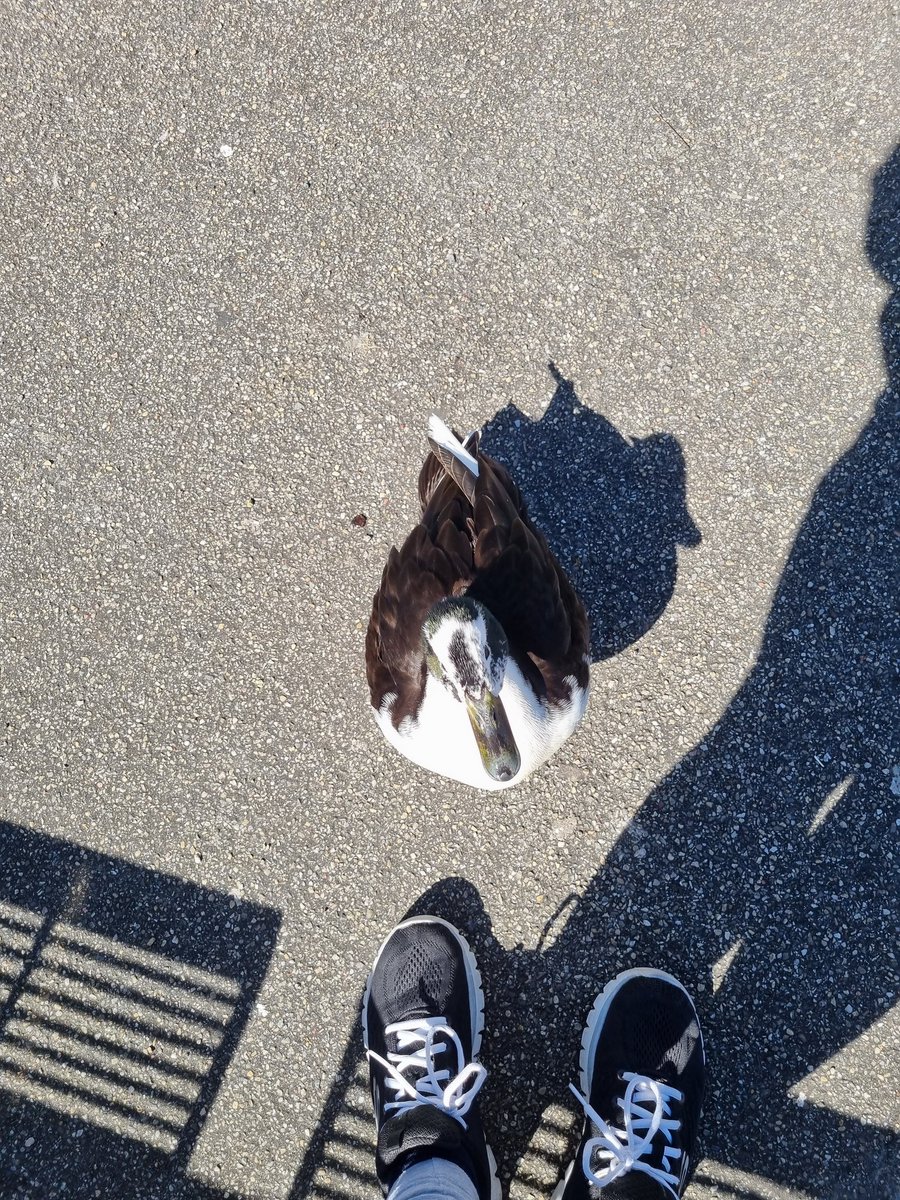 shivering__gold's tweet image. Saw some duckies! Big duck (walked up to me for some reason)! Cat! #walk