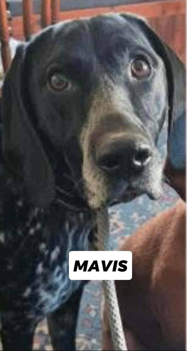 Missing Pets GB tweet media