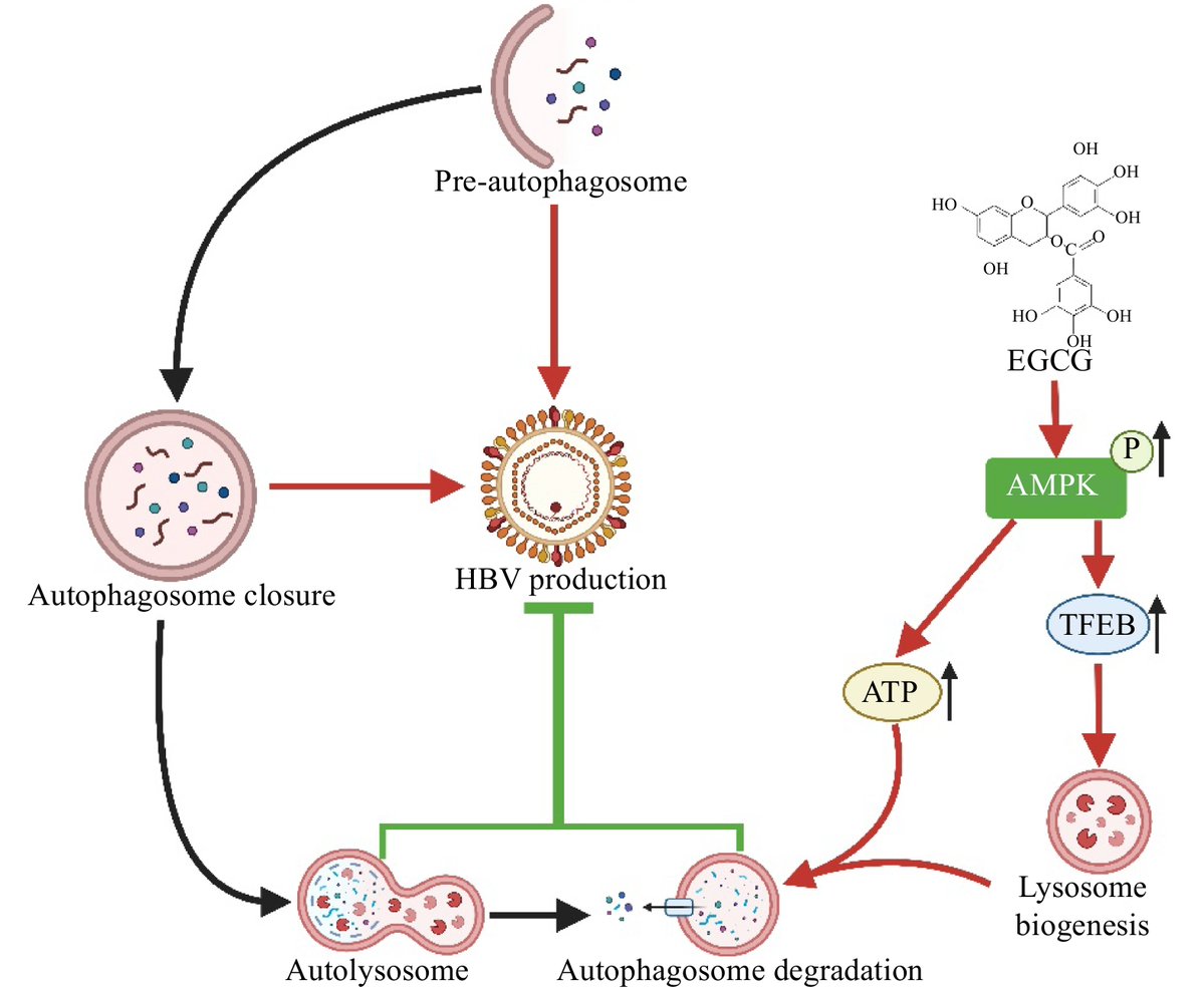 Chinese Journal of Natural Medicines tweet media