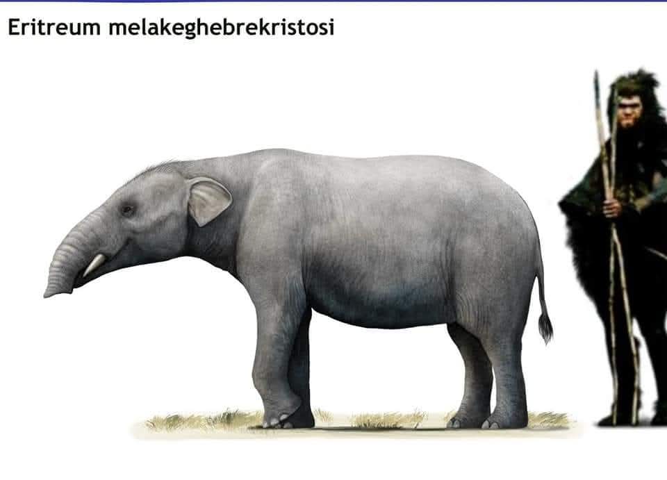 Samson Haile tweet media