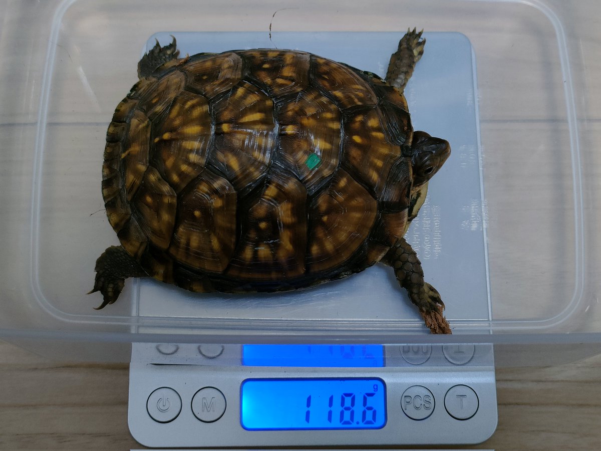 アメハコ体重測定
ミツユビハコガメ
ガルフコーストハコガメ🟡
ガルフがガチで黒チビミツユビに追いついた。
4枚目は、ペポニインター店から茶色のミツユビをお迎え。
全体的なバランスが良い☺️