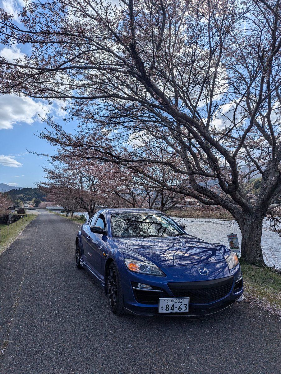 SYeos8000d's tweet photo. 桜　散ってたわ！
遅かった。 https://t.co/3Db6J8NEVc