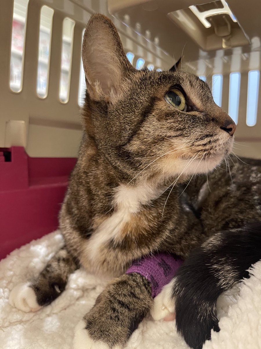 ㅋㅋㅋ24시병원와서 대기중인데 내고양이데려가서한시간째대기시키네…이럴거면 우리애기랑잇게해줘여