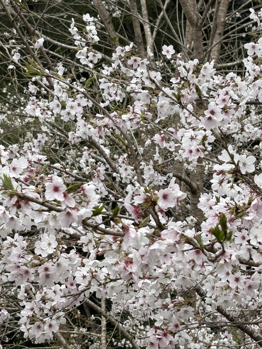zeron10041941's tweet photo. 桜も🌸咲いて春が来た〜
と思ったけど今夜は寒い🥶 https://t.co/biimiki0sP
