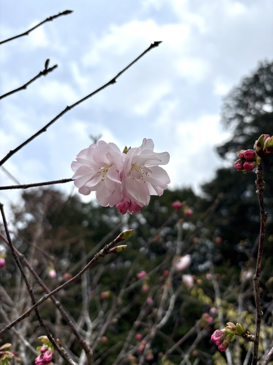 zeron10041941's tweet photo. 桜も🌸咲いて春が来た〜
と思ったけど今夜は寒い🥶 https://t.co/biimiki0sP