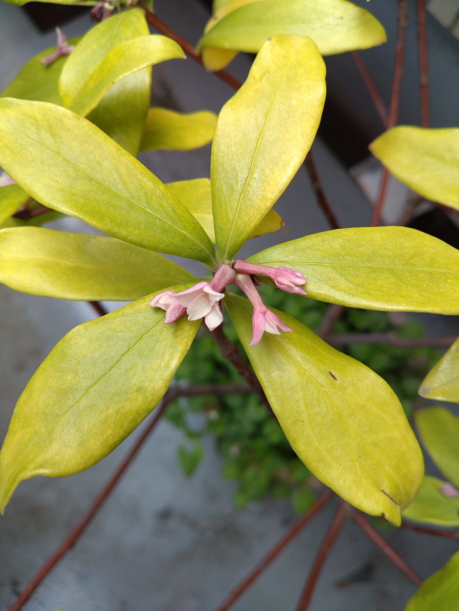 薔薇紳士🌹アッシュ🍄ノゾミスト🦎赤い鰐 tweet media