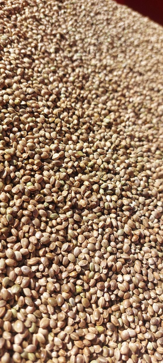 Choiselat Frédéric 🌻🍭🌿...🐝🐞 tweet media