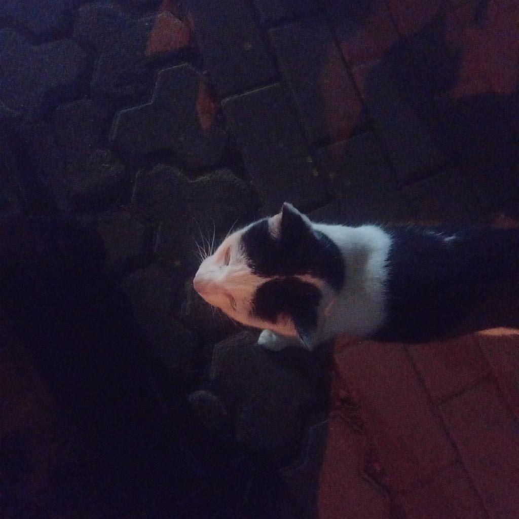 ☆Ai —愛 tweet media