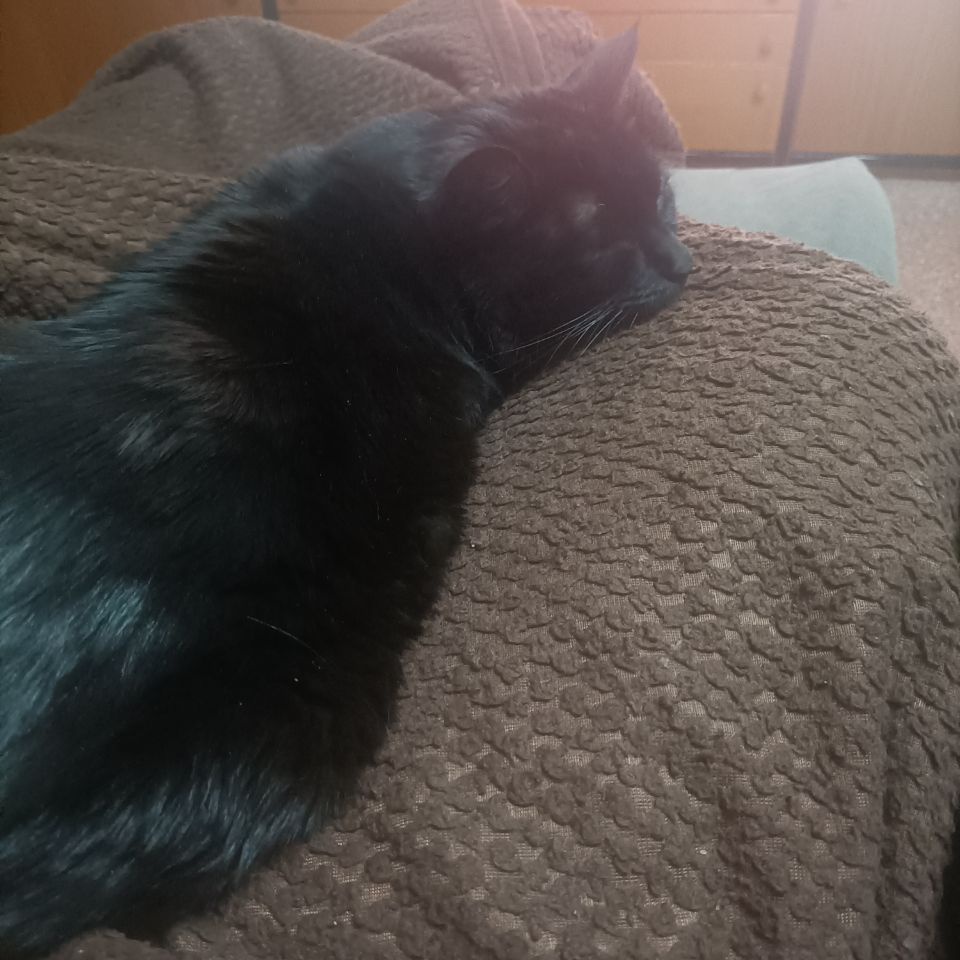 COGO 🇵🇸 tweet media