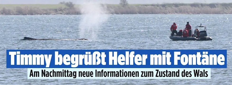 Capybara tweet media