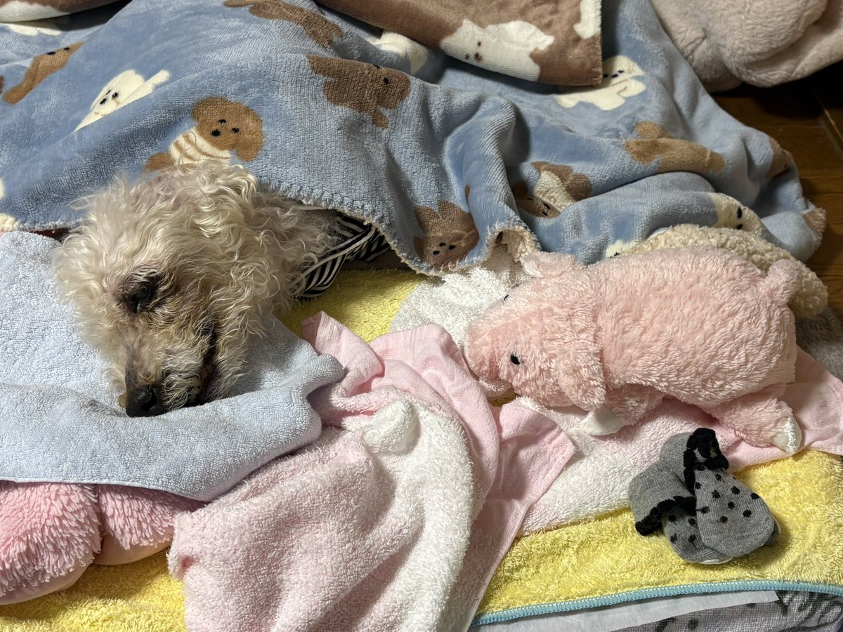 桃太郎 tweet media