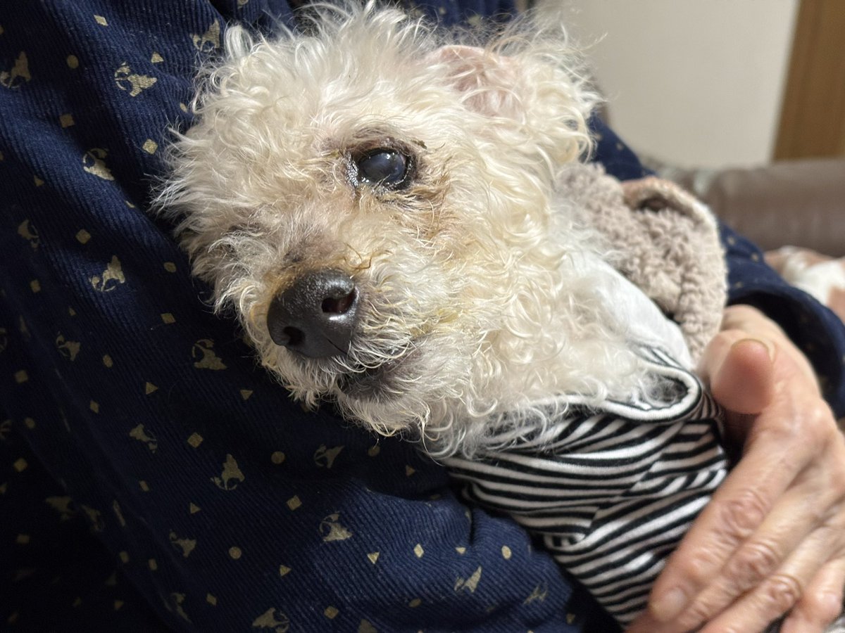 桃太郎 tweet media