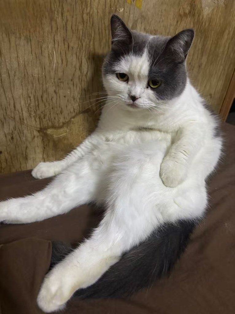 regase0201's tweet photo. 🐱：不爽之 https://t.co/IWUUAmKn2c