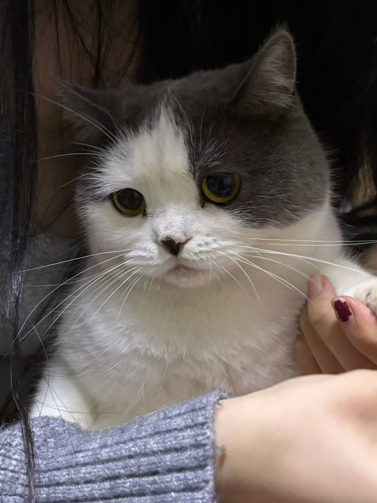 regase0201's tweet photo. 🐱：不爽之 https://t.co/IWUUAmKn2c