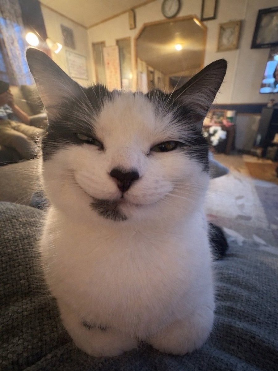 kočka ≽^•ω•^≼ 🐾 tweet media