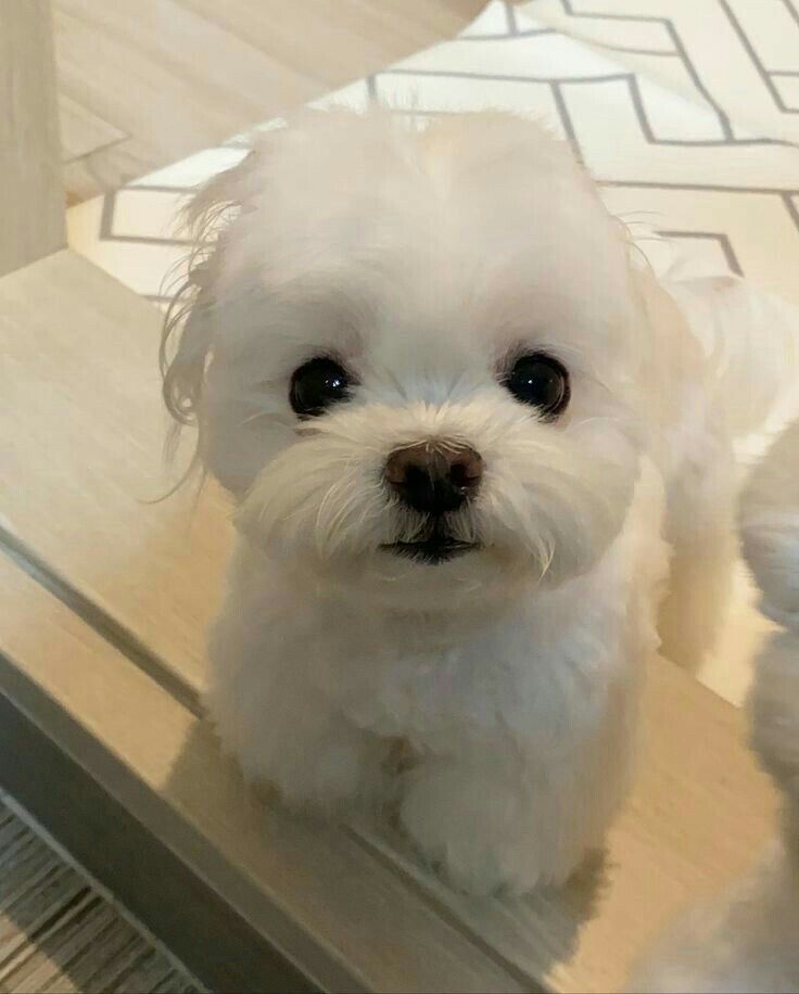 mayor hamu 🐹 tweet media