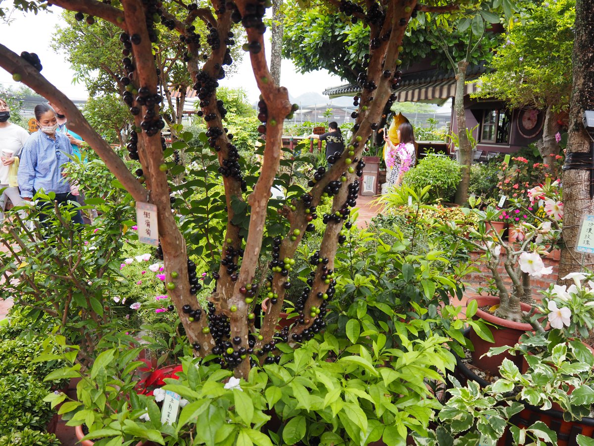 美濃客家民芸村、何もない田んぼの中に突如現れる緑の古都で大変良かった　客家擂茶も美味しい