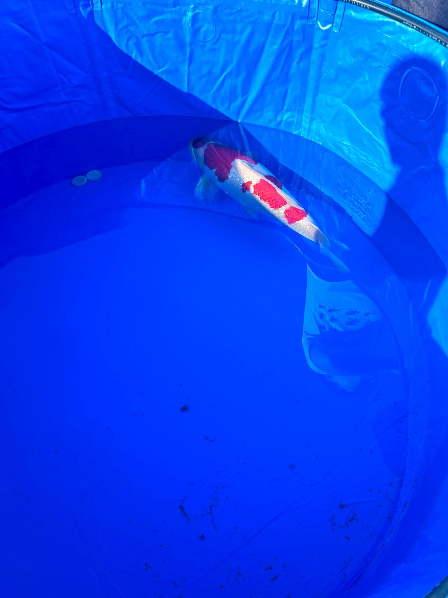 審神者 山崎 tweet media