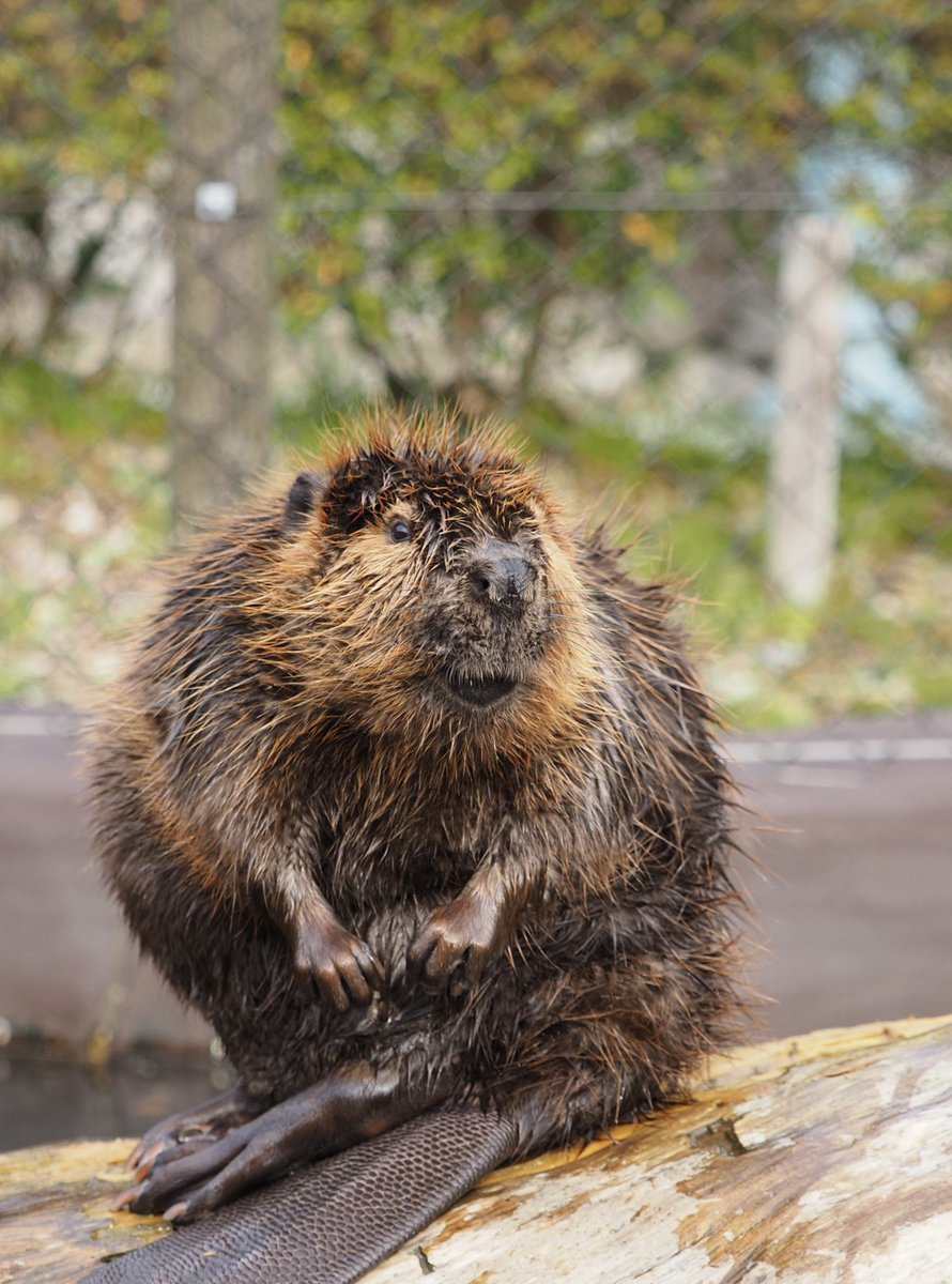 ビバチュン tweet media