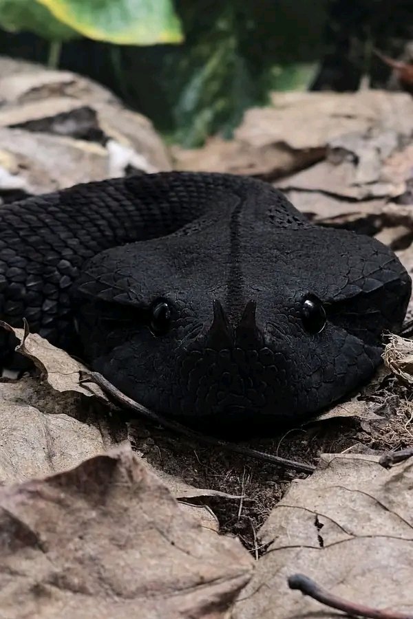 N0X_FED0WE tweet media