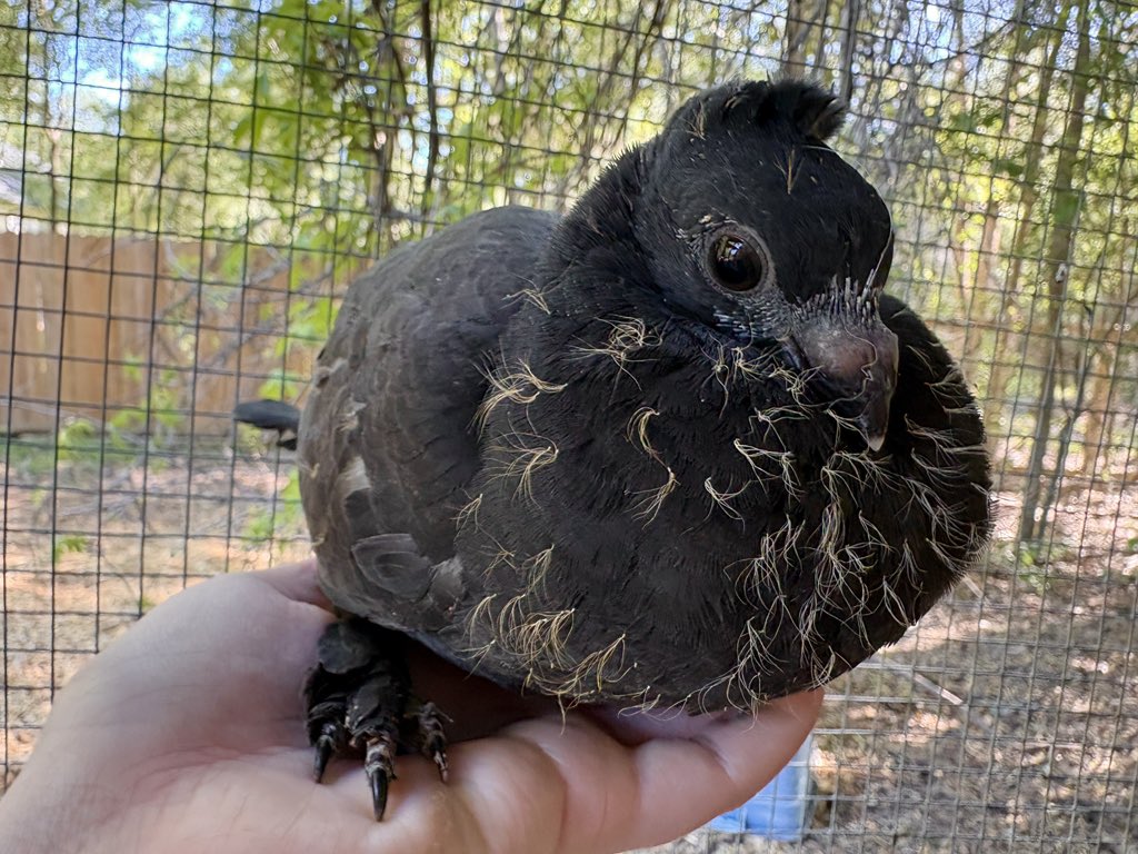 Mellifex tweet media