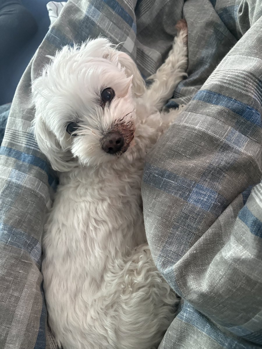 Kapsül 💊 tweet media