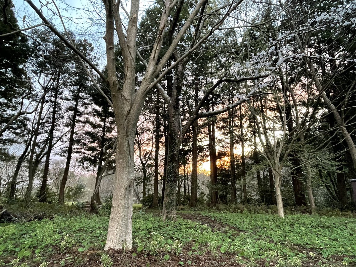 ca_brille's tweet photo. 上越の花見は高田城址公園の観桜会ですが、サブリーユ近くの大潟水と森公園でお散歩しながらお花見もおすすめです。今日の夕方どんな感じか行ってみましたよ。お花見ついでにお食事はサブリーユで😊 https://t.co/cvjeeTiRW1
