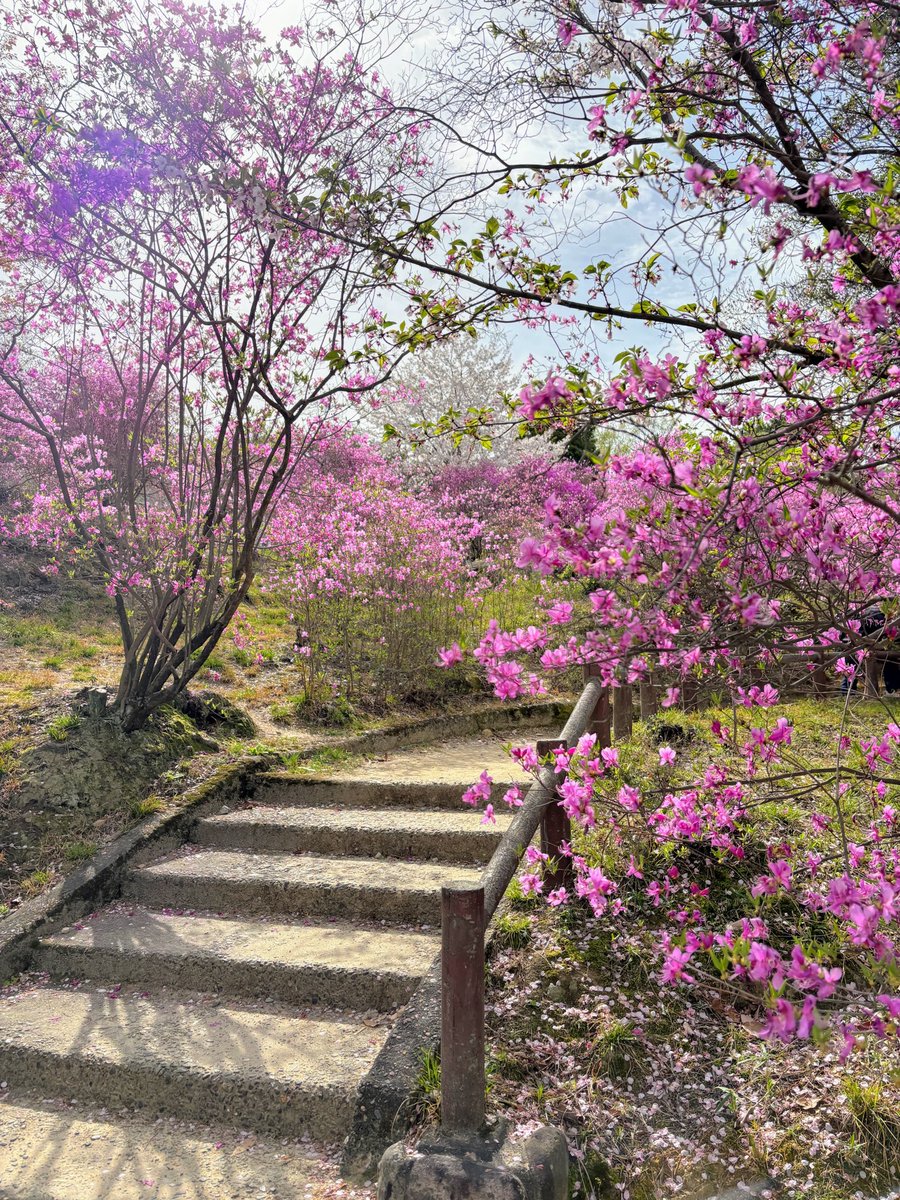 cresosaka's tweet photo. 西宮　廣田神社
ミツバツツジが山一面に広がる名所です。
桜とのコラボ、春爛漫の景色でした💕 https://t.co/MuUb7PR08E