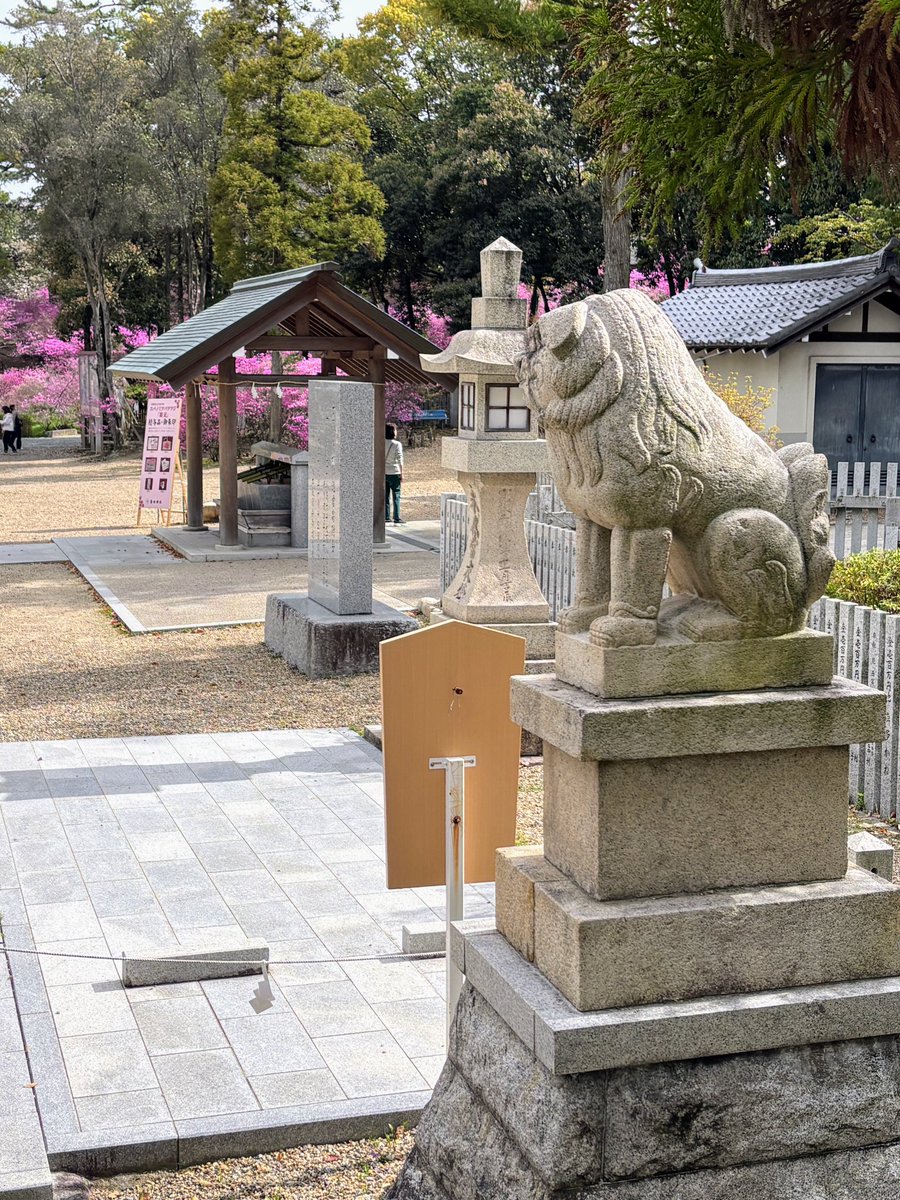 cresosaka's tweet photo. 西宮　廣田神社
ミツバツツジが山一面に広がる名所です。
桜とのコラボ、春爛漫の景色でした💕 https://t.co/MuUb7PR08E
