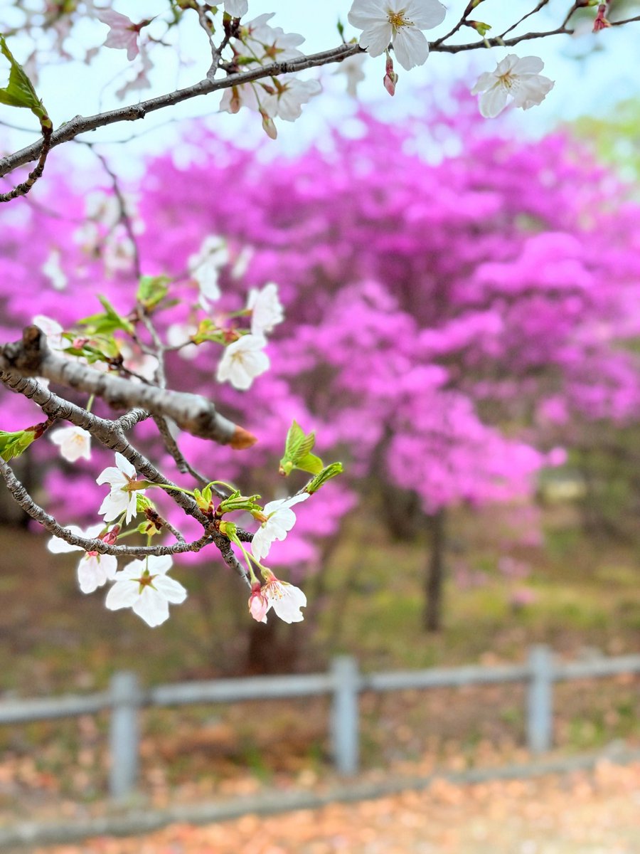 cresosaka's tweet photo. 西宮　廣田神社
ミツバツツジが山一面に広がる名所です。
桜とのコラボ、春爛漫の景色でした💕 https://t.co/MuUb7PR08E