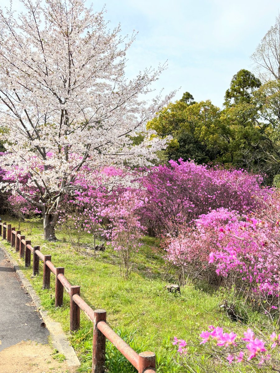 cresosaka's tweet photo. 西宮　廣田神社
ミツバツツジが山一面に広がる名所です。
桜とのコラボ、春爛漫の景色でした💕 https://t.co/MuUb7PR08E