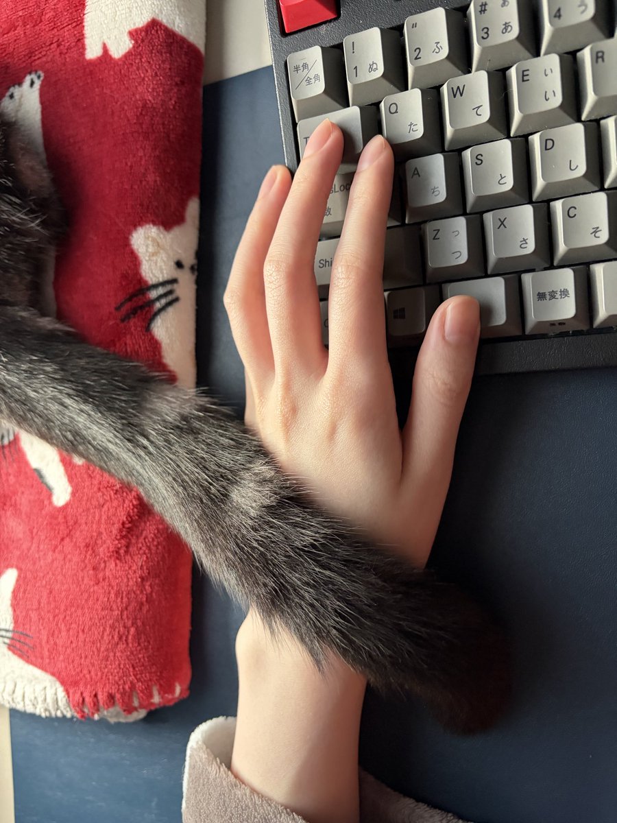 元気な綿棒☁️アメショやくも tweet media