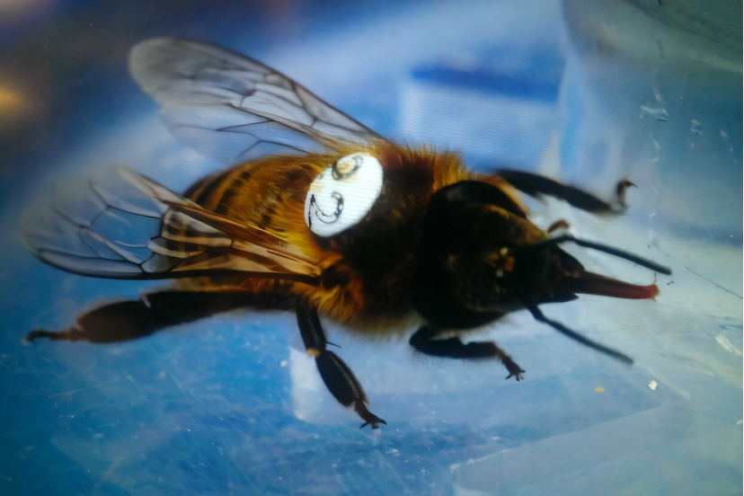 Tiredearth's tweet image. How a common herbicide affects honeybee brains and behavior

#TiredEarth #herbicide
🔗tiredearth.com/news/how-a-com…