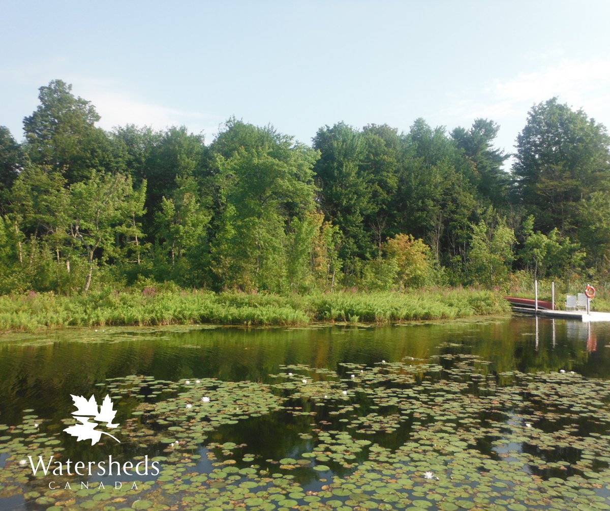 An ideal shoreline buffer is a strip of native wildflowers, trees, shrubs, and grasses at least 30 metres wide that extends from the waterline upland to protect the water from both natural and human-induced impacts.

If your property has a manicured lawn to the water’s edge, try
