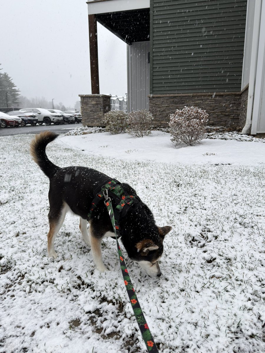 Bobby At The Spa | Horse Racing tweet media