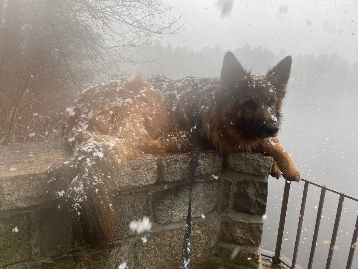 BethFratesMD's tweet image. Happy April 7, 2026, in New England.
Athena on her walk this morning, 
enjoying the snow.
❄️🌨️☃️
🌞🙏
💙

#GermanShepherd #dog #dogs #dogsarefamily #Boston #snow #NewEngland #life #JoyTRAIN