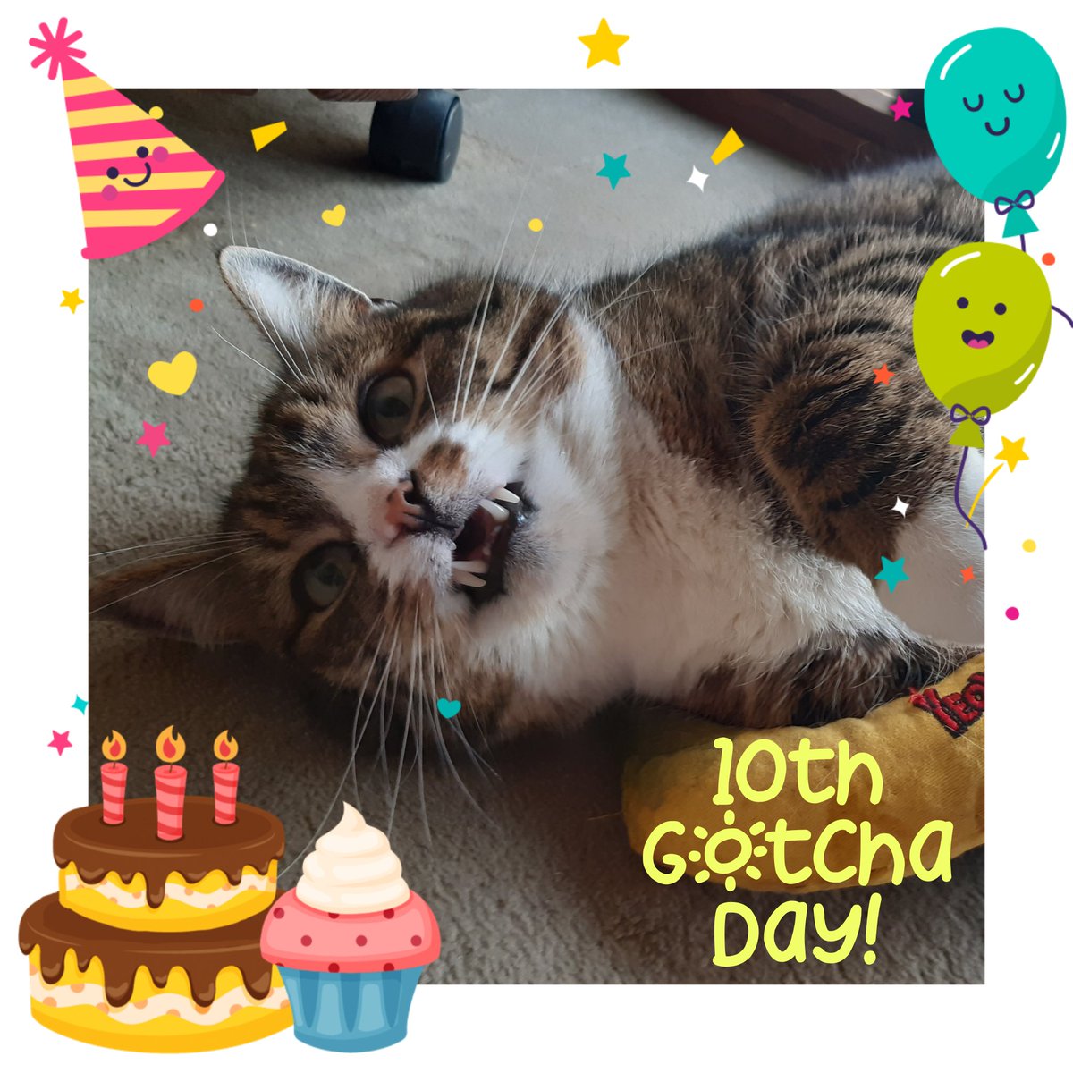 Oscar, Sunny&Barney 🐈🐈 tweet media