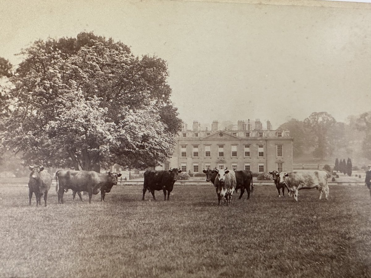 cspencer1508's tweet photo. 19th century photograph of short horn cattle grazing in the Deer Park at ⁦@AlthorpHouse⁩ - a timeless setting…. https://t.co/01KfB4lQYI