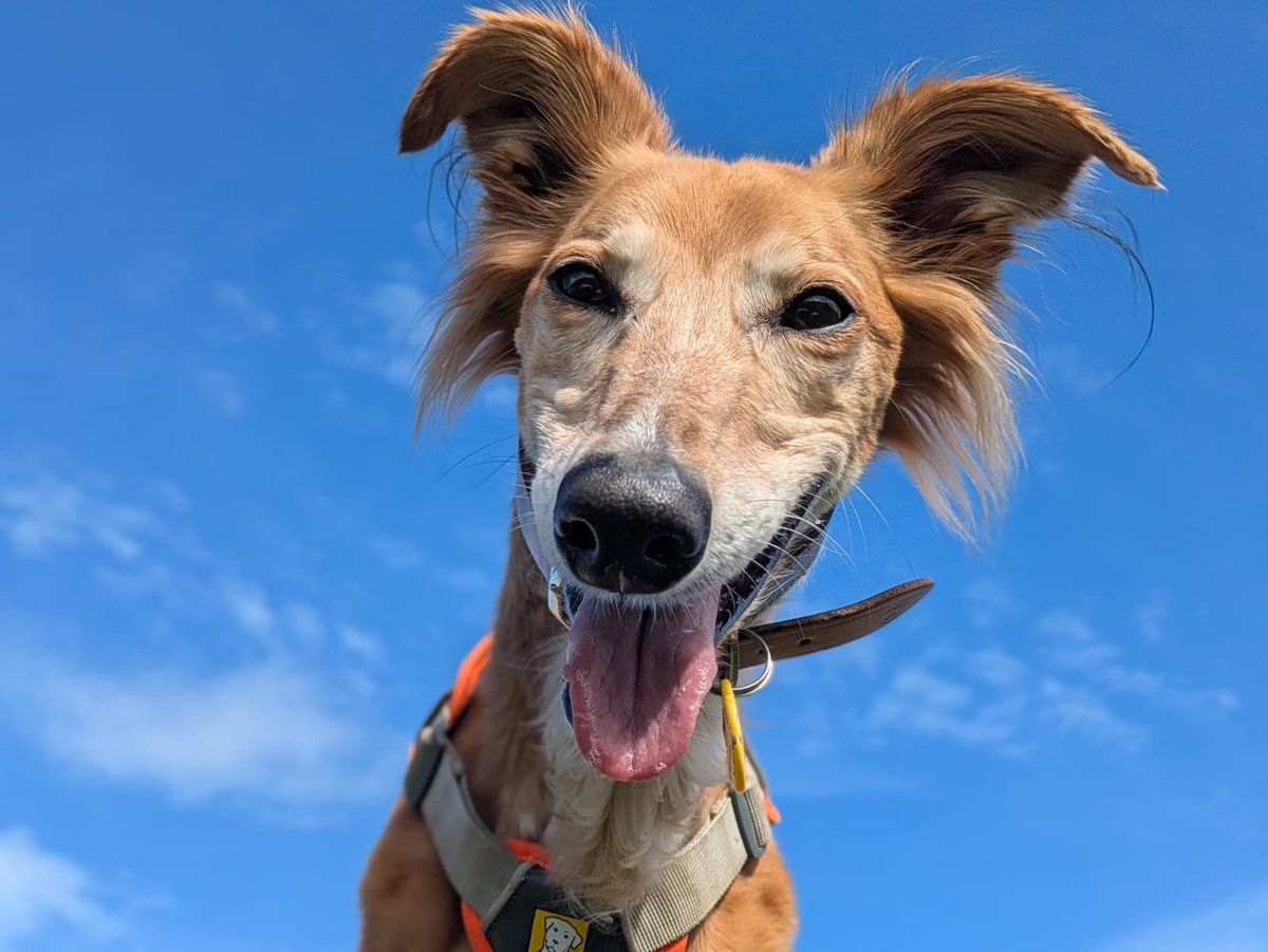 DogsTrust West Calder (Edinburgh) and Dundee tweet media